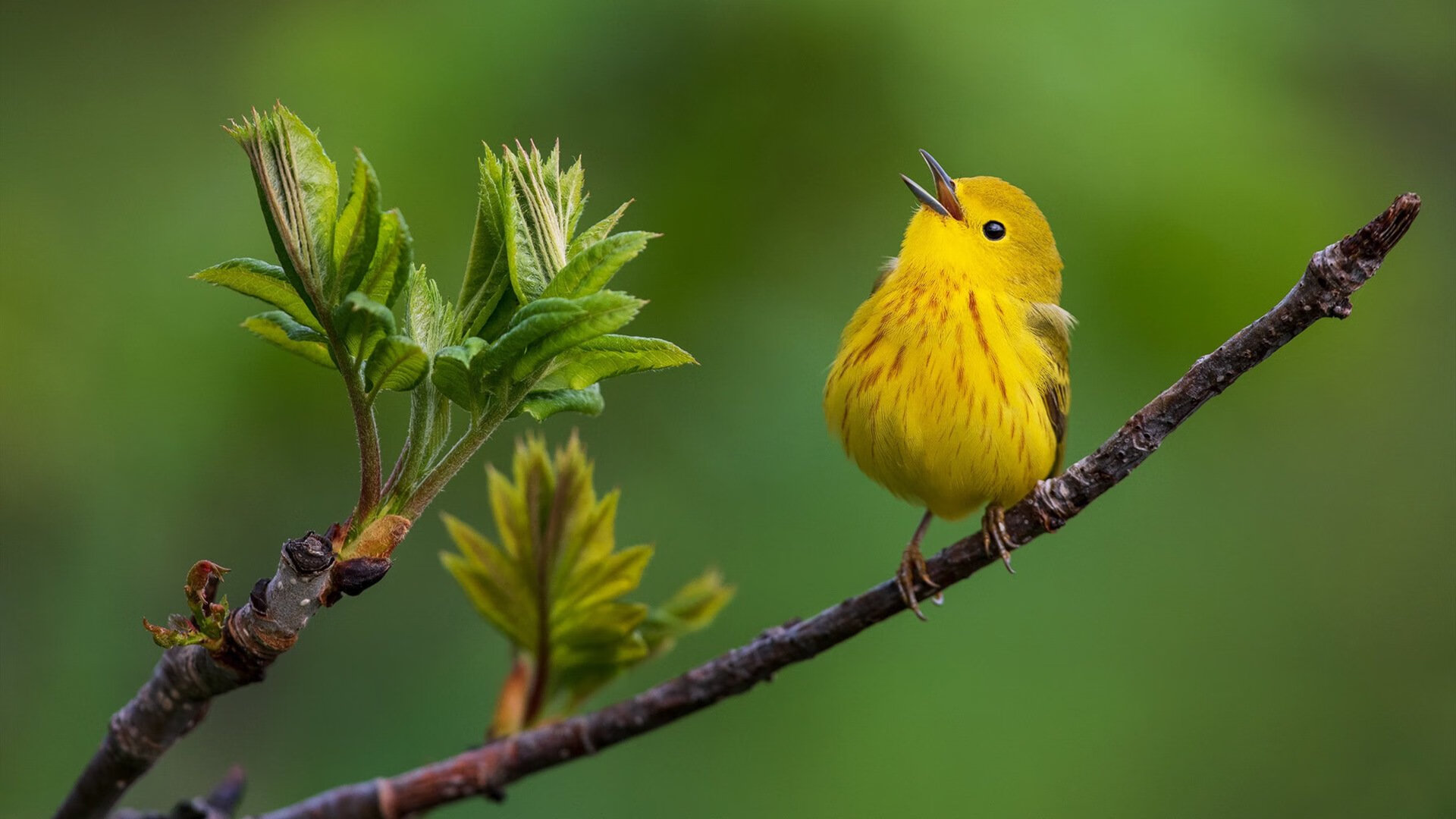 逆袭的北京旋风，篮球版欧冠半决赛惊天冷门