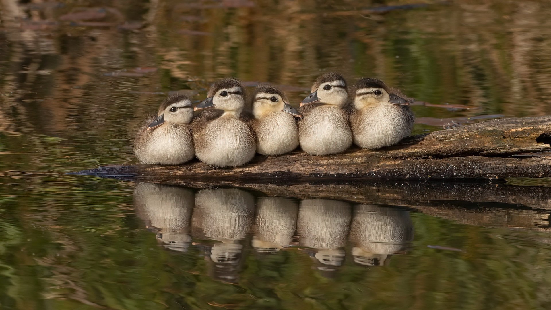 无中锋?帕尔默造!紫百合军逼出利物浦隐形支柱,三叉戟之外的红军队长心脏