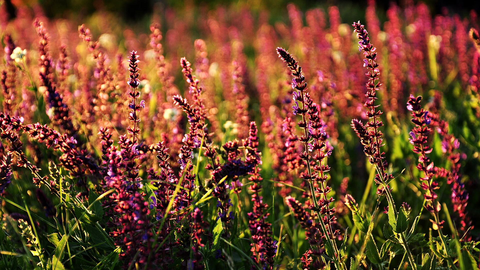 阿根廷改写足球版图,历史性的败仗与关键先生阿克的横空出世