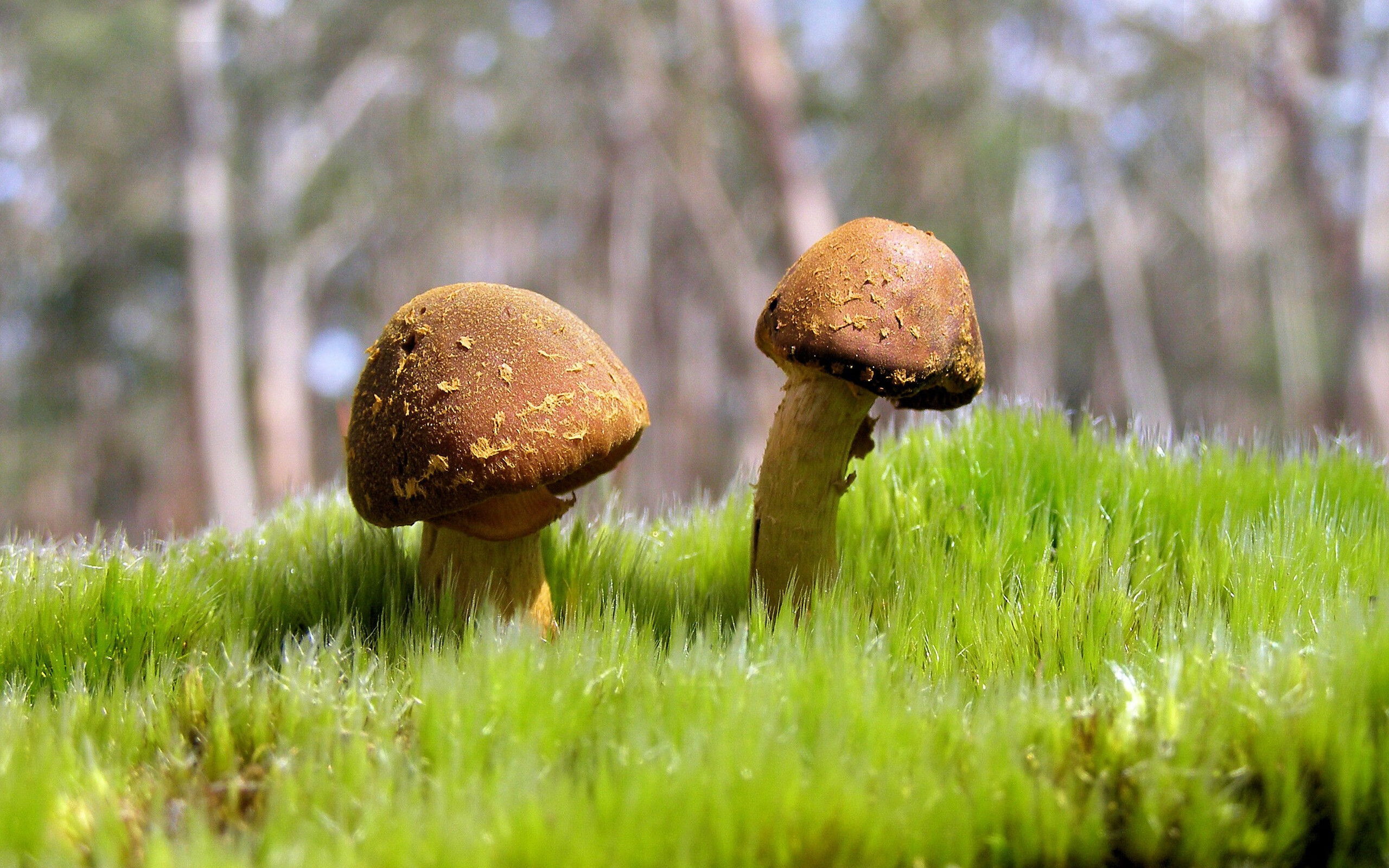 心跳时刻,西决生死夜的救赎与拉梅洛的胜负手之舞