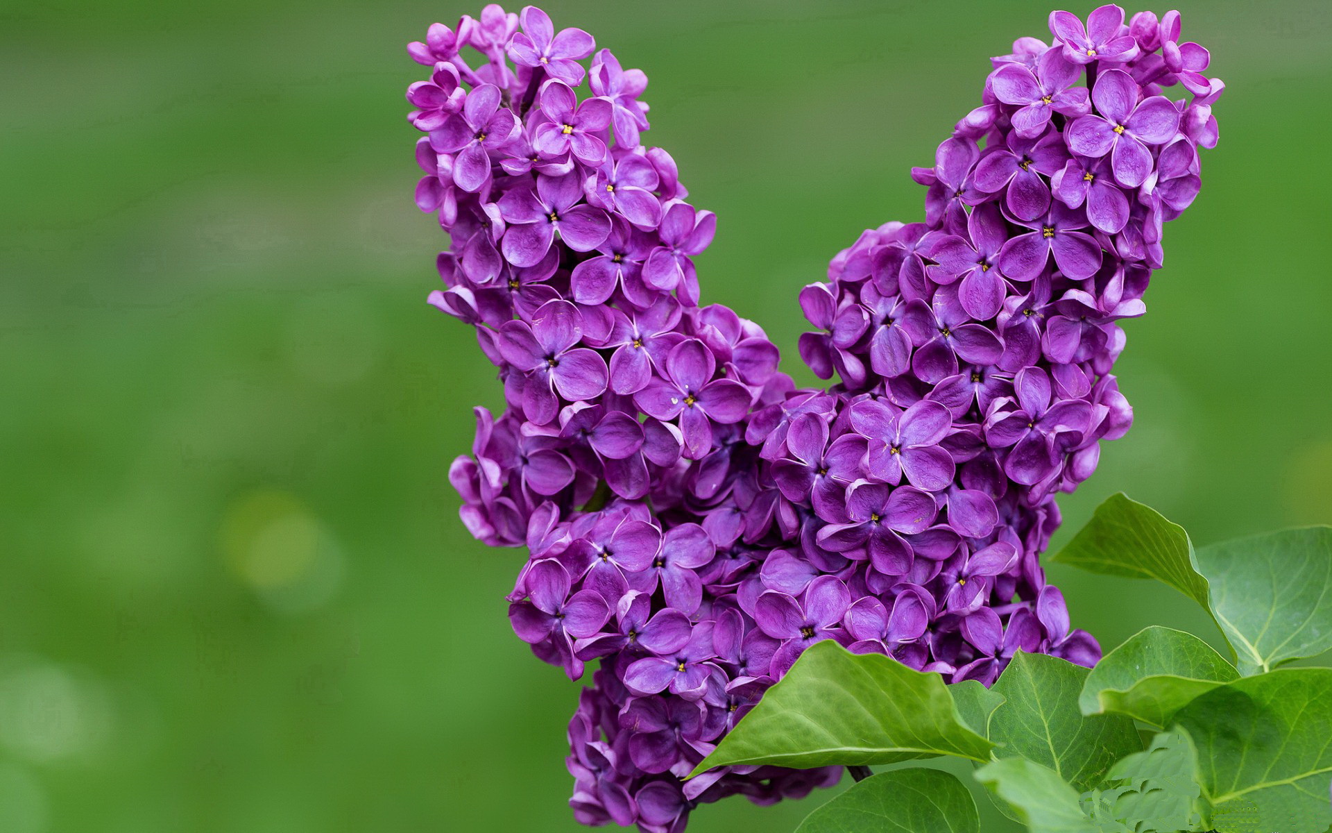 钢铁防线驯服绿色巨人，利拉德的冷焰如何引燃底特律复兴之火