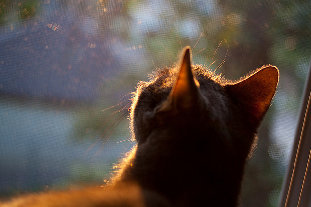 断骨重塑，西决夜，保罗用十四声骨响奏鸣命运
