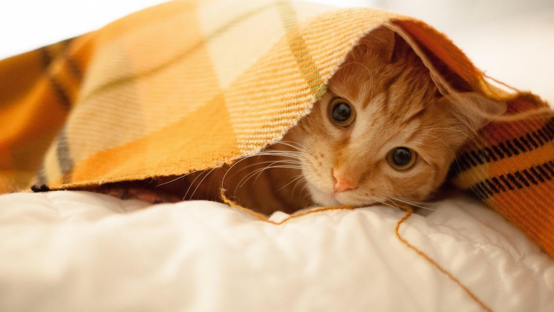 完胜利拉德!哈利伯顿狂轰29+10打脸质疑,一战突破新星天花板