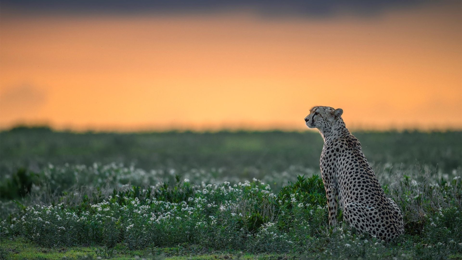摩纳哥的节奏艺术，姆巴佩关键先生引领胜秘鲁