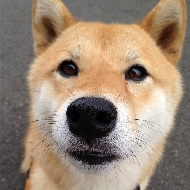 切特·霍姆格伦，单节17分+致命封盖！那个独角兽正在成为雄鹿关键先生