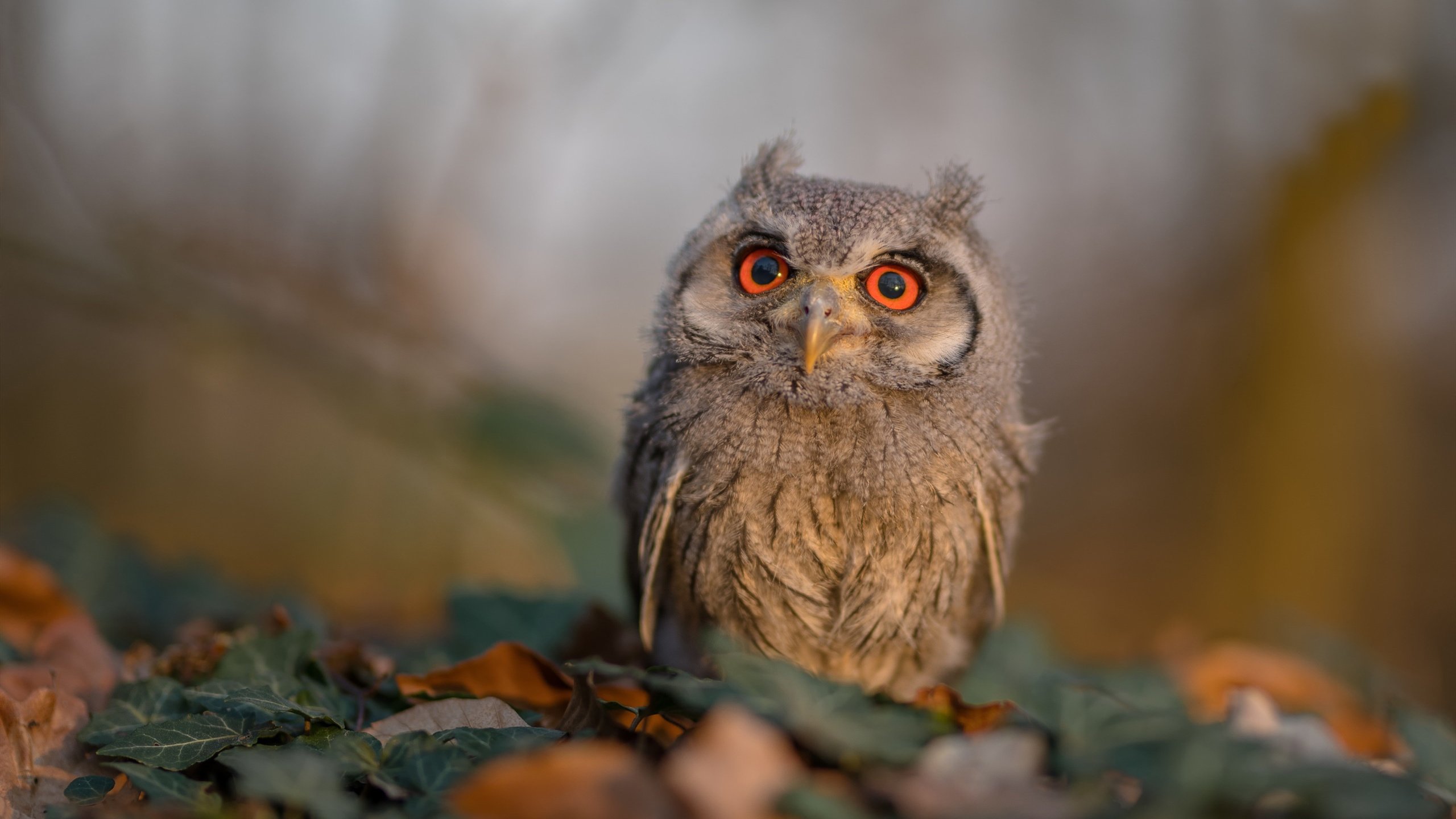 沉静风暴眼,阿森纳用窒息节奏淹没切尔西,沉默的斯通斯如何成为胜负密码?