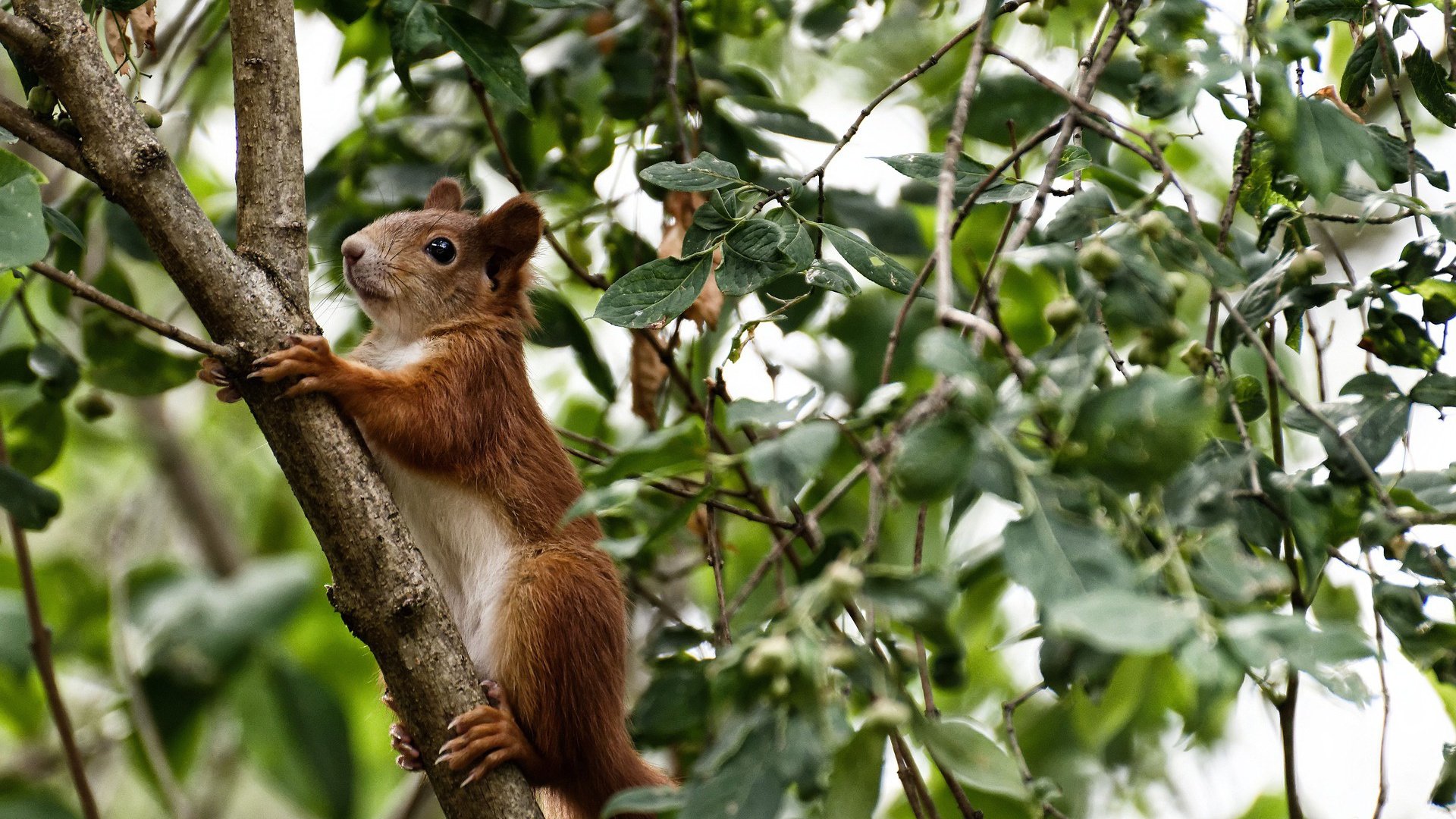 绿茵与硬木的双重奏，当德甲争冠战遇见奇才单节狂潮