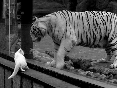 绿茵与硬木的双重奏，当德甲争冠战遇见奇才单节狂潮