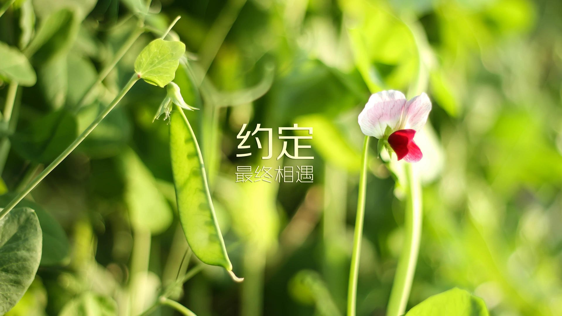蓝黄海浪吞噬天蓝,当北欧节拍器调乱了南美探戈—2026世界杯A组瑞典完胜乌拉圭的战术解构